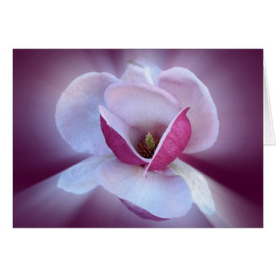 Rosa Magnolienfarben