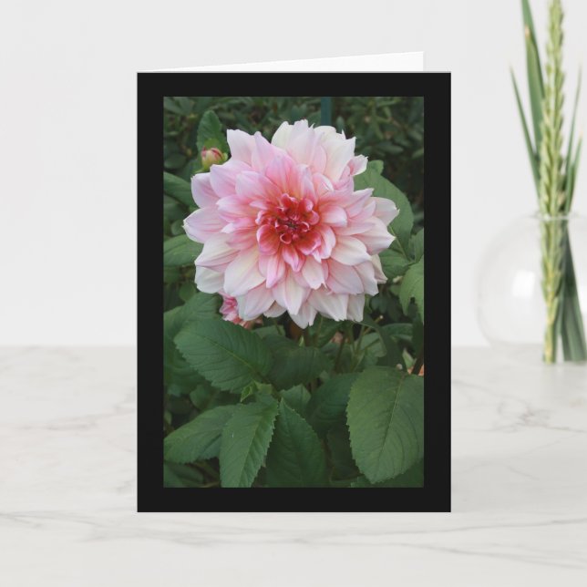 Rosa Mama? Karte (Vorderseite)