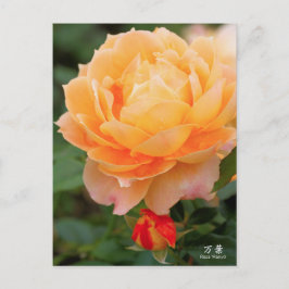 Rosa‘Manyo’（万葉）：Postcard Postkarte