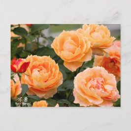 Rosa‘Manyo’（万葉）：Postcard Postkarte