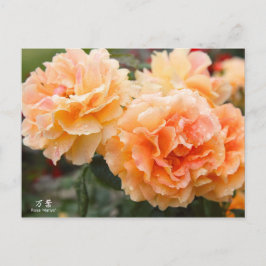 Rosa‘Manyo’（万葉）：Postcard Postkarte