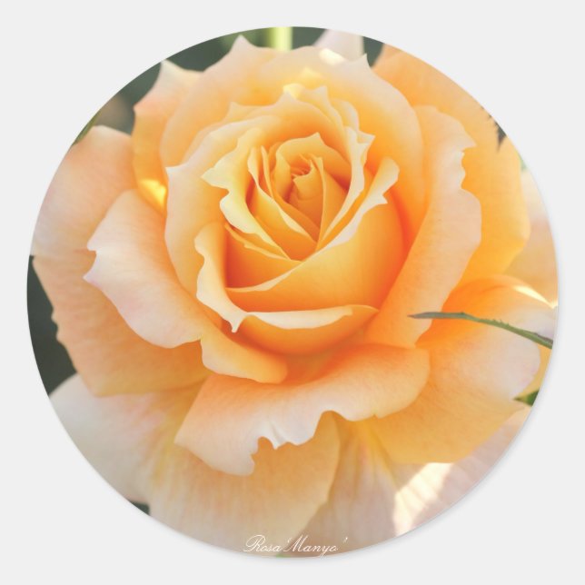 Rosa‘Manyo’（万葉） Runder Aufkleber (Vorderseite)