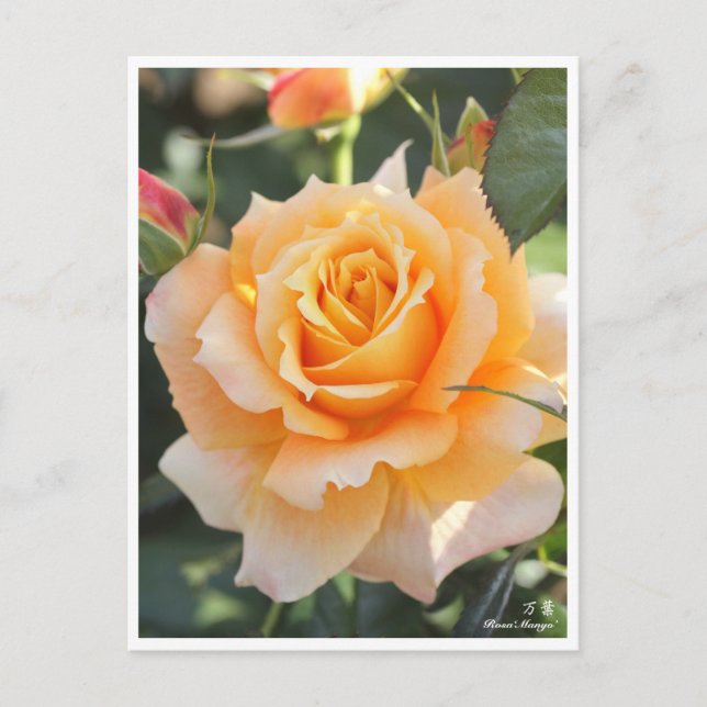 Rosa"Manyo"(万 葉) Postkarte (Vorderseite)