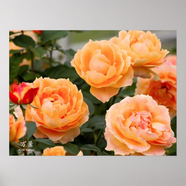 Rosa ‘Manyo’：Poster Poster (Vorne)
