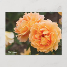 Rosa "Manyo" [Postkarte] ポ ス ト ド Postkarte