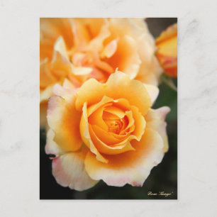 Rosa "Manyo":Postkarte Postkarte