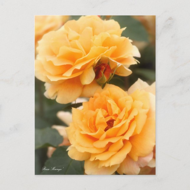 Rosa "Manyo":Postkarte Postkarte (Vorderseite)