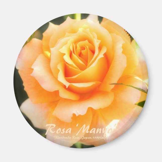 Rosa ‘Manyo’：Round Magnet (Devant)