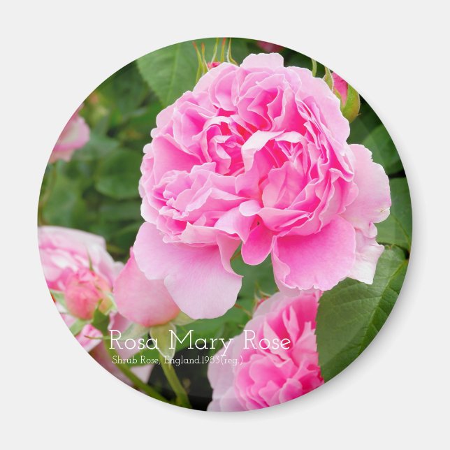 Rosa Mary Rose [Round Magnet] Magnet (Vorne)
