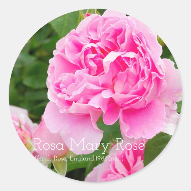Rosa Mary Rose [Round Seal] Runder Aufkleber (Vorderseite)