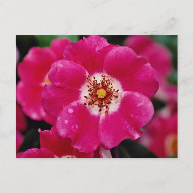 Rosa Meidiland (tm) Shrub Rose "Meipoque" Gelb f Postkarte (Vorderseite)