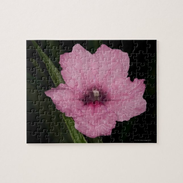 Rosa mexikanische Petunie (Ruellia Brittoniana (Horizontal)