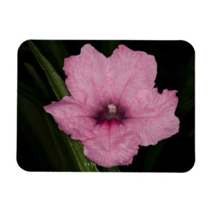 Rosa mexikanische Petunie (Ruellia Brittoniana Magnet