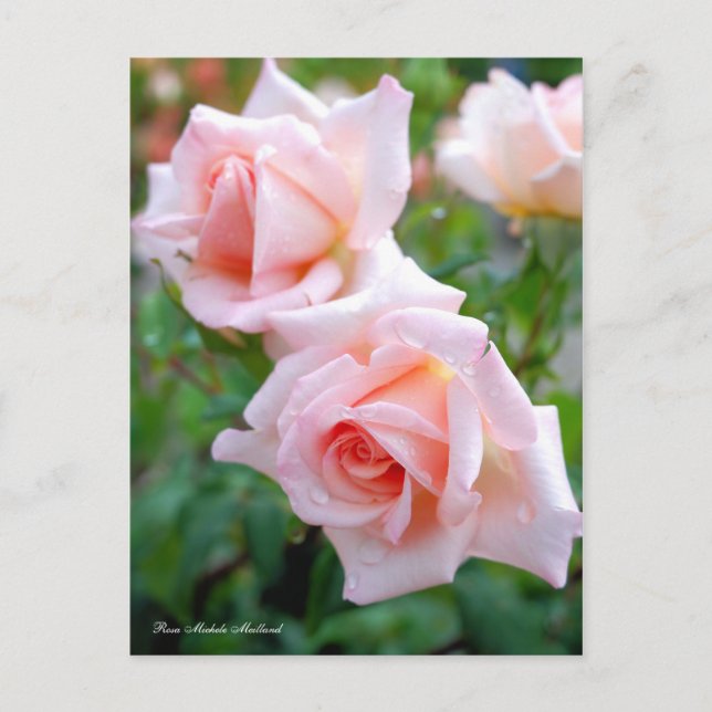 Rosa Michele Meilland [Postcard] Postkarte (Vorderseite)