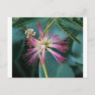 Rosa Mimosa Postkarte