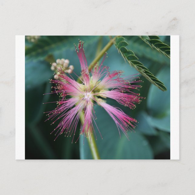 Rosa Mimosa Postkarte (Vorderseite)