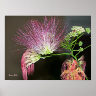 Rosa Mimosen-Blume mit braunem Fotoplakat Poster