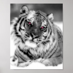 Rosa Mit Augen Tiger Poster