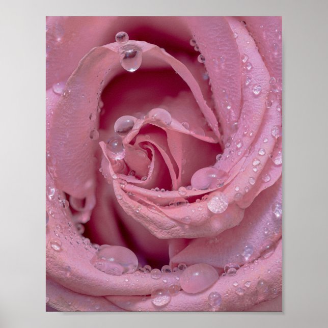 Rosa mit Tautropfen Poster (Vorne)