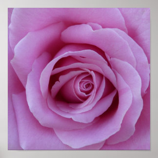 Rosa Mitte Poster