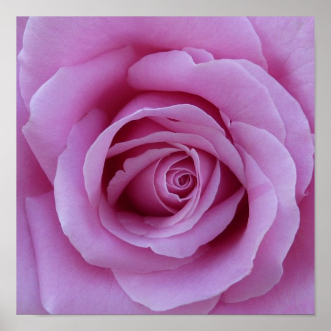 Rosa Mitte Poster (Vorne)