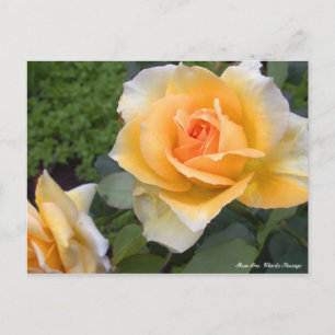 Rosa Mme. Charles Sauvage [Postcard] Postkarte
