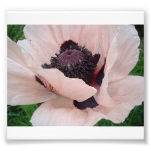 Rosa Mohnblume mit dem vorderen Blumenblatt Fotodruck