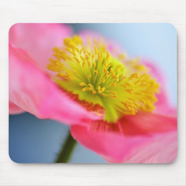 Rosa Mohnblume Mousepad (Vorne)