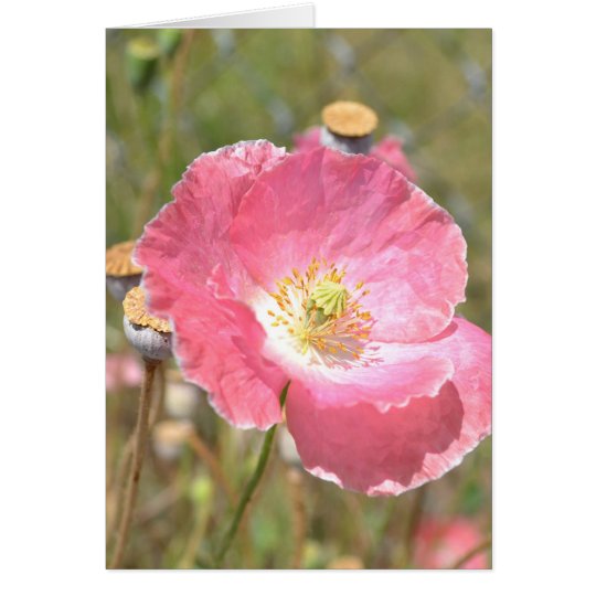Rosa Mohnblumen-und Zaun-Karte Karte