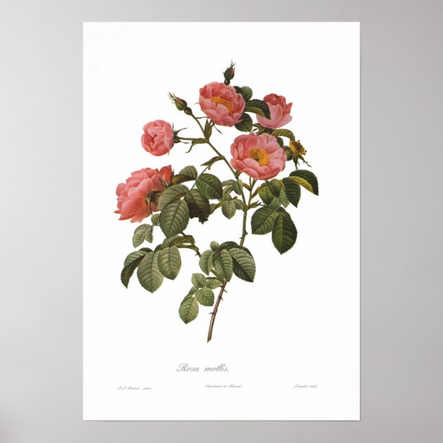 Rosa mollis von Pierre-Joseph Redoute Poster (Vorne)