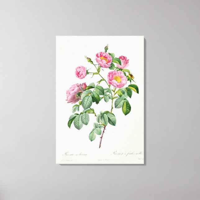 Rosa Mollissima von "Les Rose" Leinwanddruck (Vorderseite)
