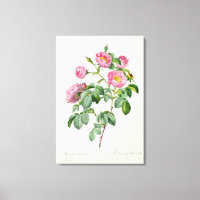 Rosa Mollissima von "Les Rose"
