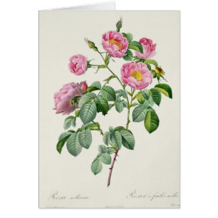 Rosa Mollissima, von 'Les Rosen