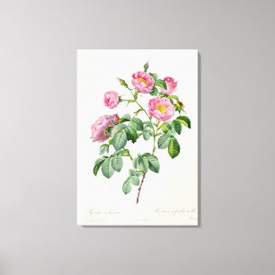 Rosa Mollissima, von 'Les Rosen Leinwanddruck