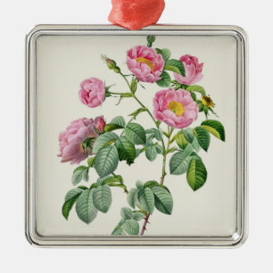 Rosa Mollissima, von 'Les Rosen Ornament Aus Metall
