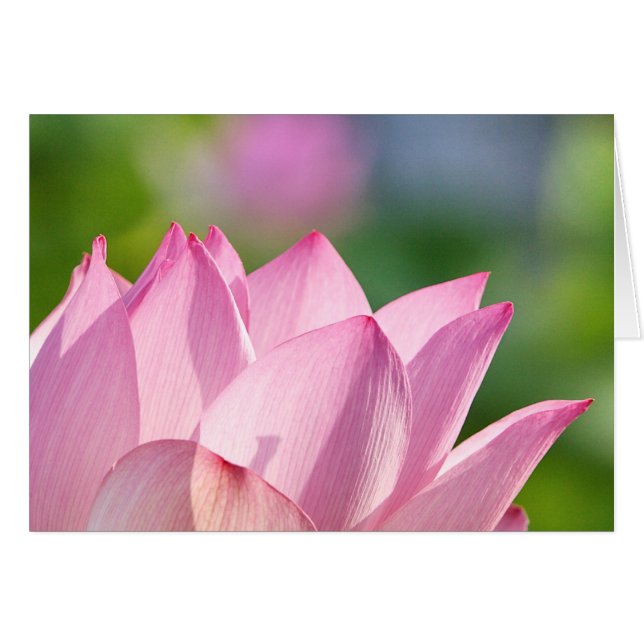 Rosa Morgen (Vorderseite (Horizontal))