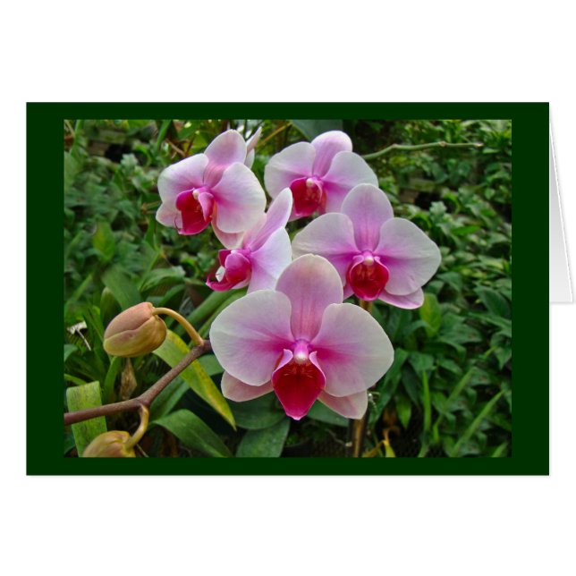 Rosa Moth Orchids - Phalaenopsis (Vorderseite (Horizontal))