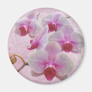 Rosa Moth Orchids - Phalaenopsis Magnet