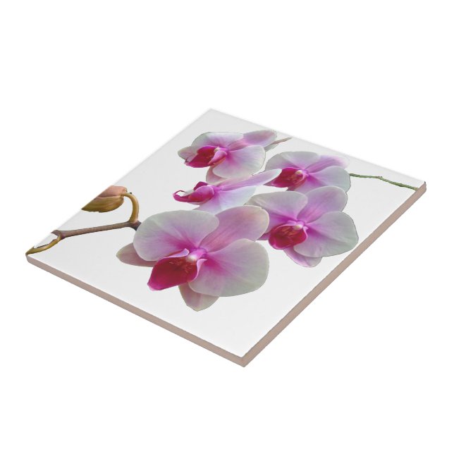 Rosa Motten-Orchideen - Phalaenopsis Fliese (Seite)