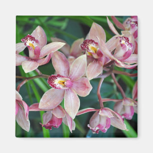 Rosa Mottenorchideen Magnet