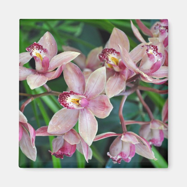 Rosa Mottenorchideen Magnet (Vorne)