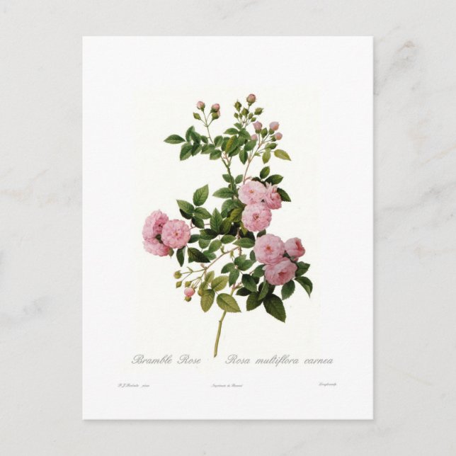 Rosa multiflora carnea (Bramble-Rose) Postkarte (Vorderseite)