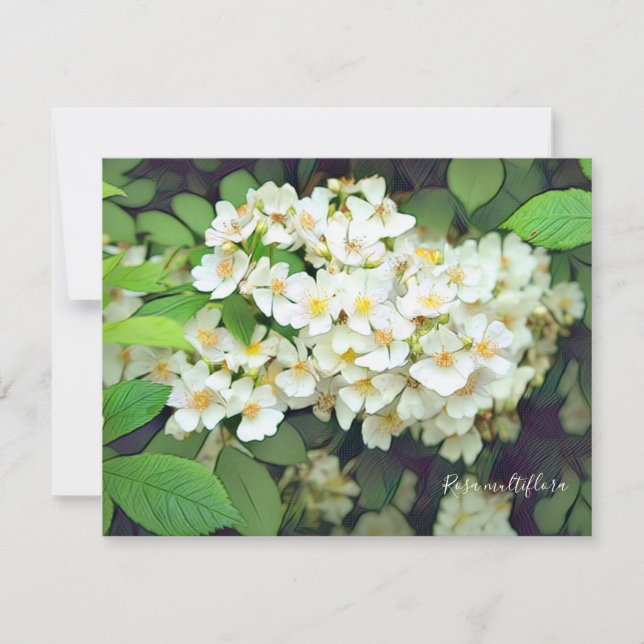 Rosa multiflora［Flat Card］ (Vorderseite)