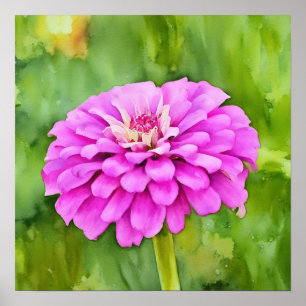 Rosa Mum Blume Wasserfarben Art Squash Poster