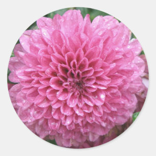Rosa Mum Runder Aufkleber