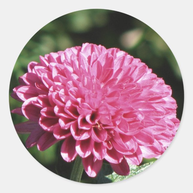 Rosa Mum Runder Aufkleber (Vorderseite)