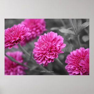Rosa Mums Poster