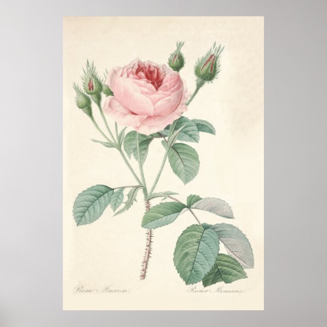 Rosa Muscosa Poster (Vorne)