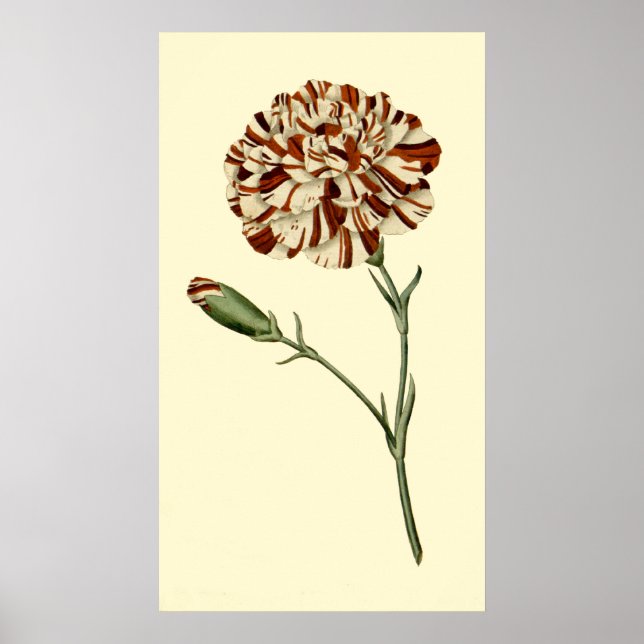 Rosa Narbe Poster (Vorne)