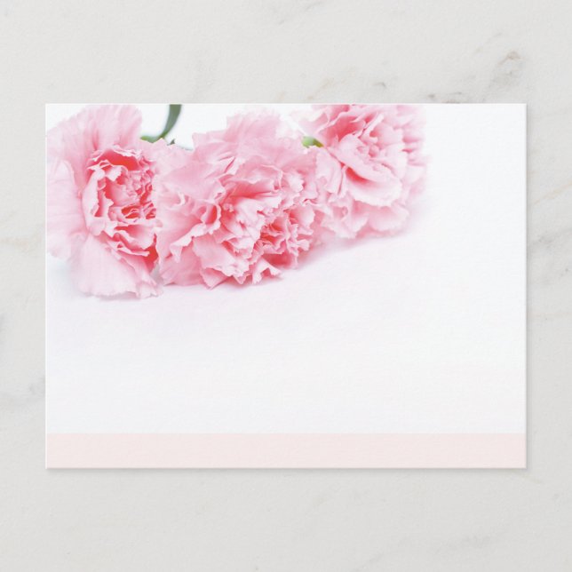 Rosa Narben-Blume auf weißem Hintergrund Postkarte (Vorderseite)